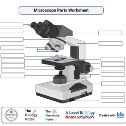 Compound light microscope parts quiz