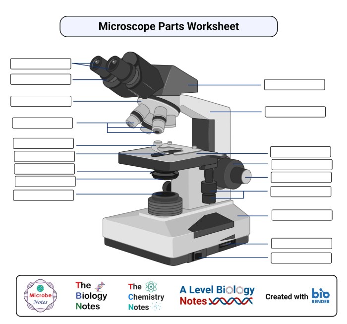 Compound light microscope parts quiz