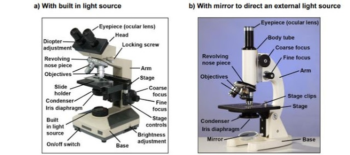 Compound light microscope parts quiz