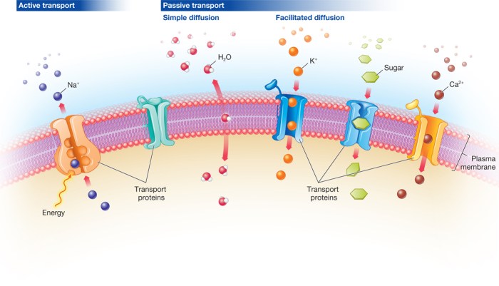 Cell membrane and transport graphic