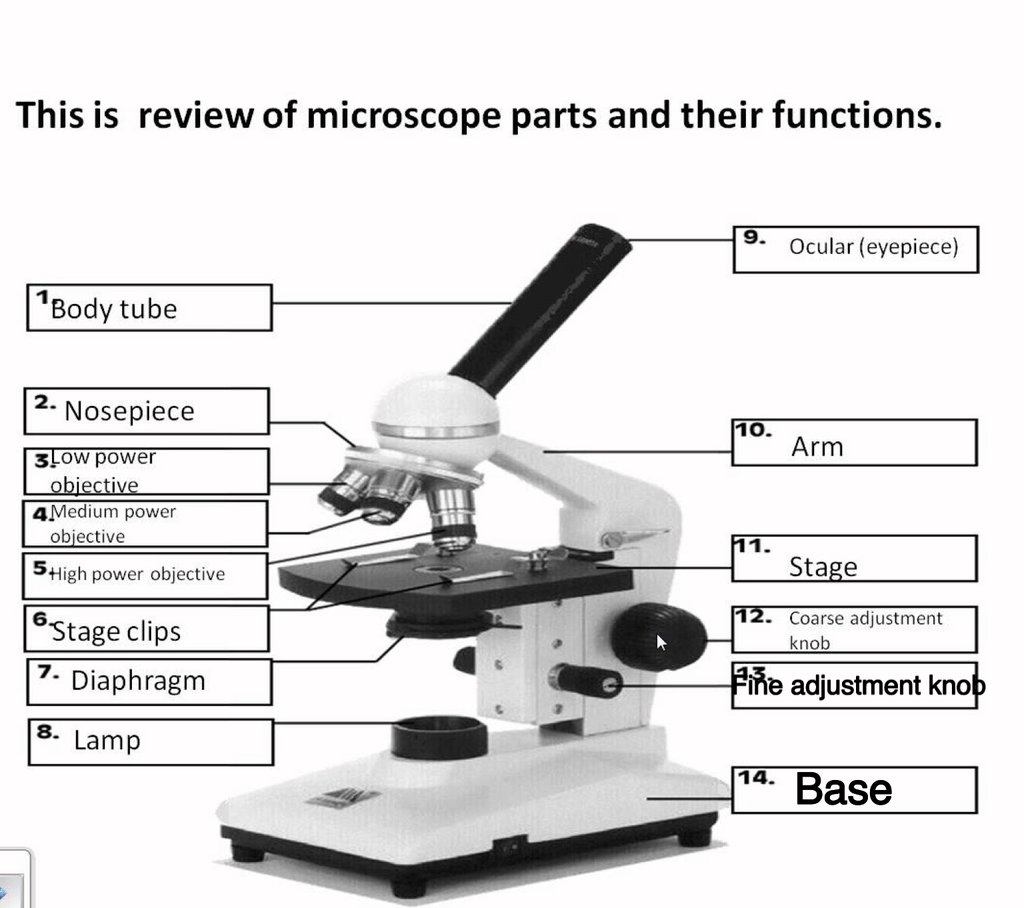 Microscope compound light biology worksheet