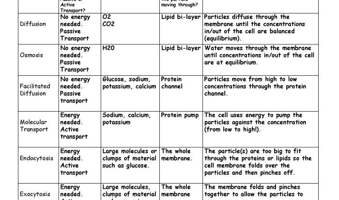 Cell membrane and transport graphic