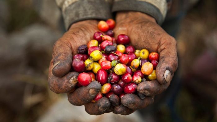 Colombian brew ways colombia rizzo