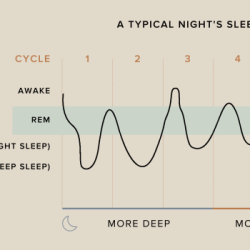 Which of the following statements is true of rem sleep