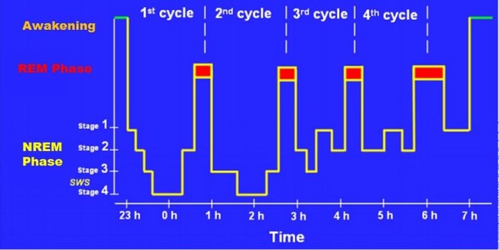 Which of the following statements is true of rem sleep