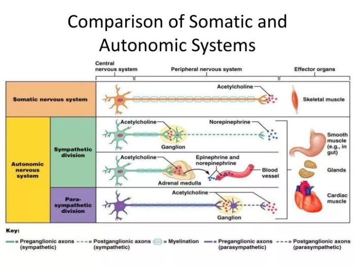 Nervous somatic system autonomic ck