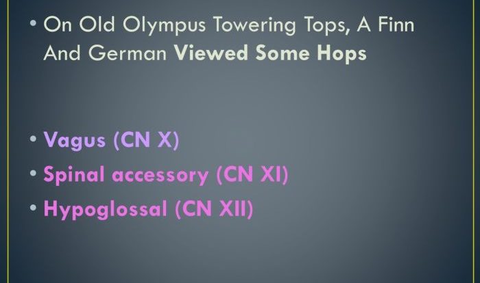 Cranial nerves mnemonic olympus old nursing towering top assessment german viewed choose board hops some