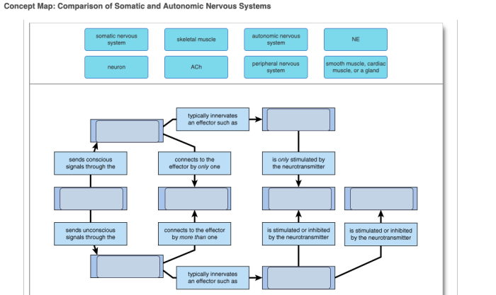 Comparison of somatic and autonomic nervous systems concept map